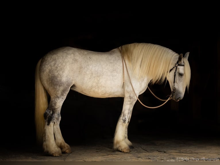 Shire / Shire Horse Giumenta 6 Anni 163 cm Grigio in Elkton, KY