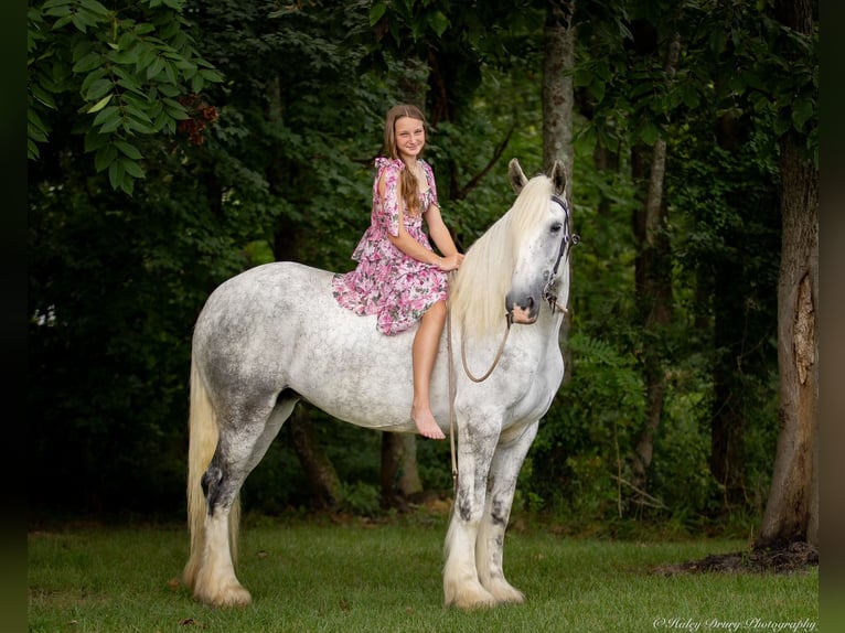 Shire / Shire Horse Giumenta 6 Anni 163 cm Grigio in Elkton, KY