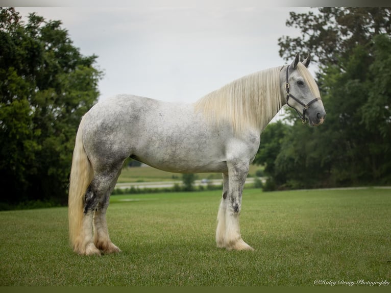 Shire / Shire Horse Giumenta 6 Anni 163 cm Grigio in Elkton, KY