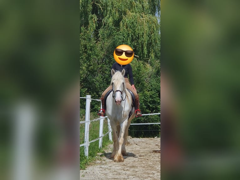 Shire / Shire Horse Giumenta 6 Anni 172 cm Grigio in Bayern