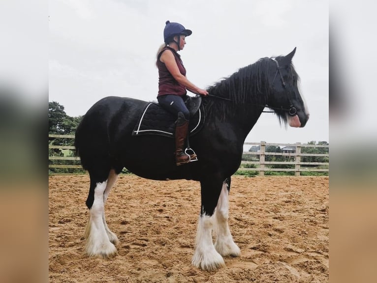 Shire / Shire Horse Giumenta 6 Anni Morello in whitegate