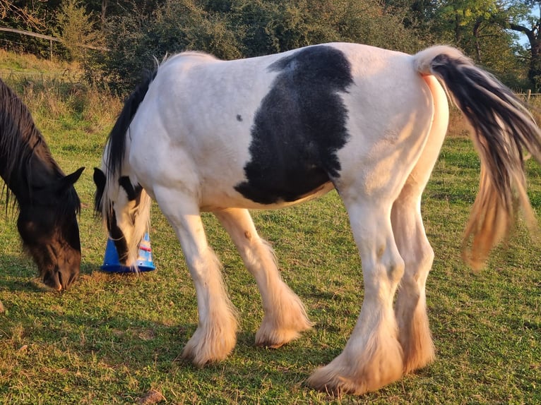 Shire / Shire Horse Mix Giumenta 7 Anni 167 cm Pezzato in Morschen