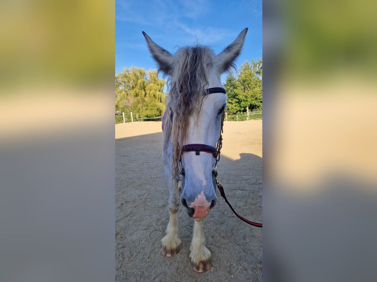 Shire / Shire Horse Giumenta 8 Anni 173 cm Grigio in Bad Füssing