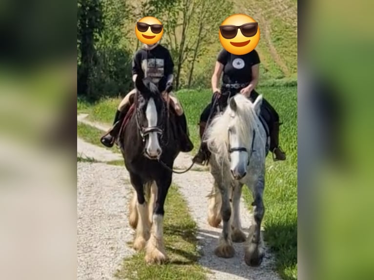 Shire / Shire Horse Giumenta 8 Anni 173 cm Grigio pezzato in Bad Füssing