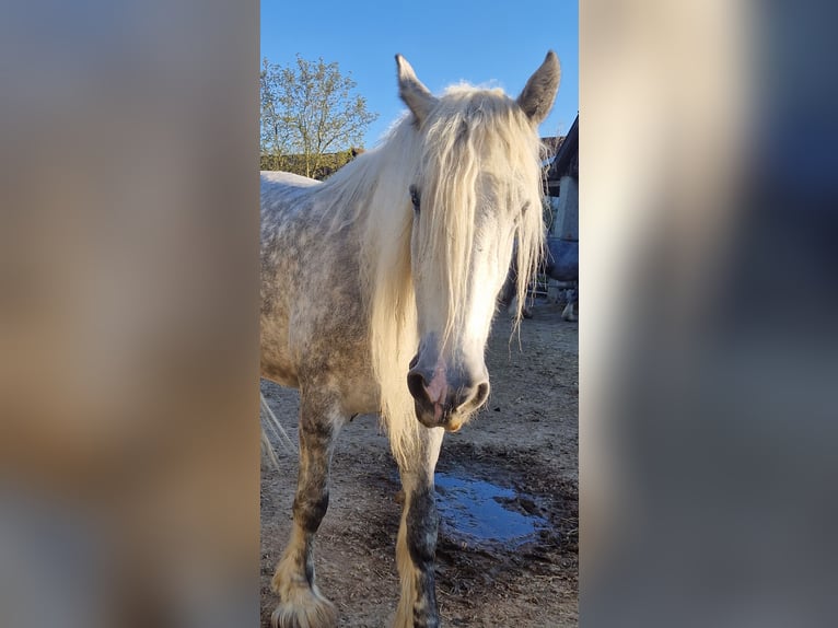 Shire / Shire Horse Giumenta 8 Anni 173 cm Grigio pezzato in Bad Füssing