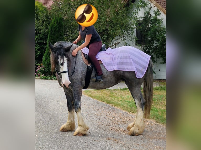 Shire / Shire Horse Giumenta 8 Anni 175 cm Baio roano in Bad Füssing