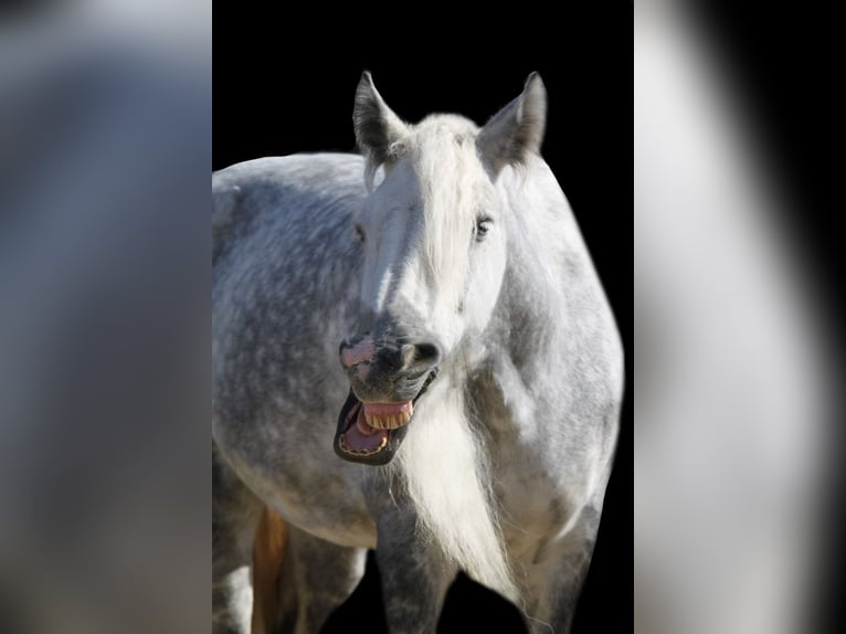 Shire / Shire Horse Giumenta 9 Anni 173 cm Grigio pezzato in Bad F&#xFC;ssing