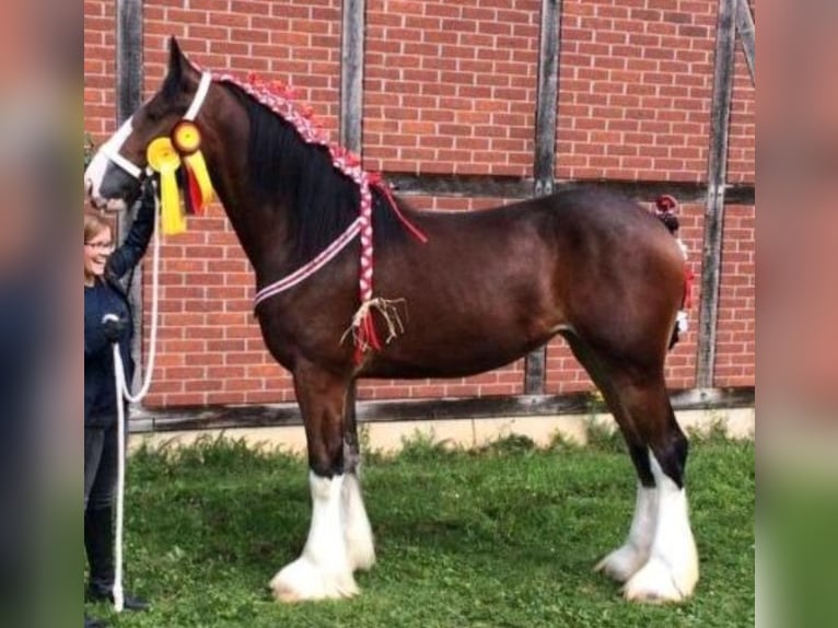 Shire / Shire Horse Giumenta 9 Anni 185 cm in Deggendorf