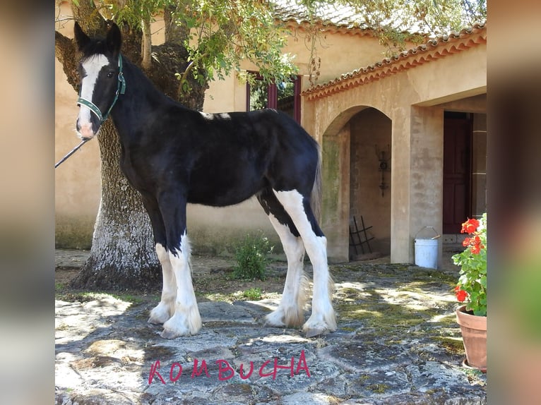 Shire / Shire Horse Giumenta Puledri (04/2024) in Yecla De Yeltes