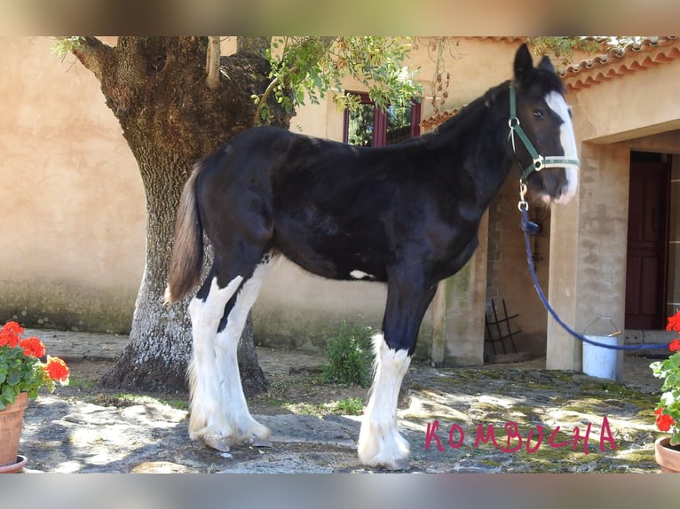 Shire / Shire Horse Giumenta Puledri (04/2024) in Yecla De Yeltes