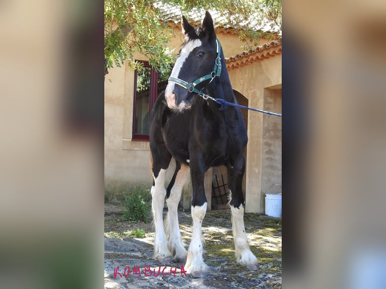 Shire / Shire Horse Giumenta Puledri (04/2024) in Yecla De Yeltes