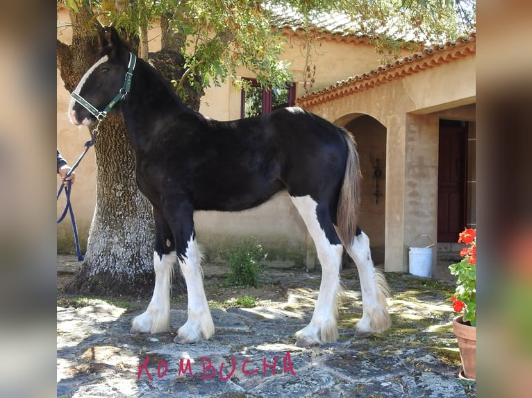 Shire / Shire Horse Giumenta Puledri (04/2024) in Yecla De Yeltes