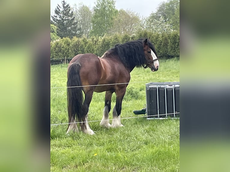 Shire / Shire Horse Stallone 11 Anni 187 cm Baio in GöhrenLancken-Granitz