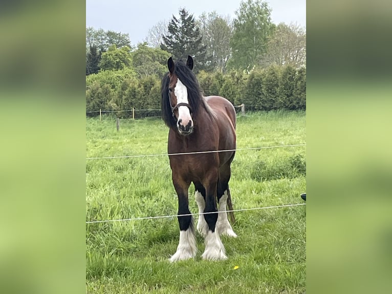 Shire / Shire Horse Stallone 11 Anni 187 cm Baio in GöhrenLancken-Granitz