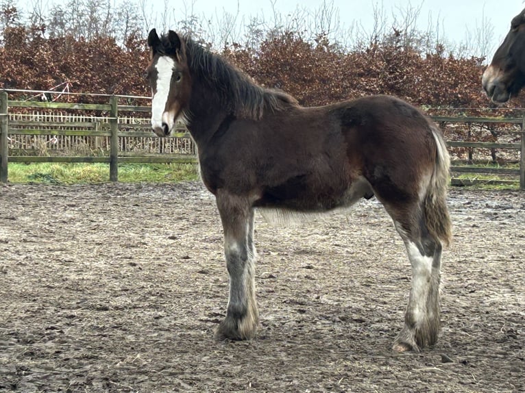 Shire / Shire Horse Stallone 1 Anno 180 cm Baio in BergeBippen