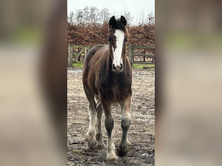 Shire / Shire Horse Stallone 1 Anno 180 cm Baio in BergeBippen