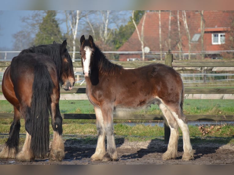 Shire / Shire Horse Stallone 1 Anno 180 cm Baio in BergeBippen