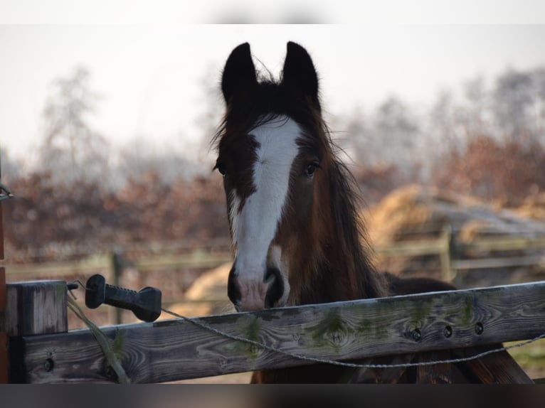 Shire / Shire Horse Stallone 1 Anno 180 cm Baio in BergeBippen