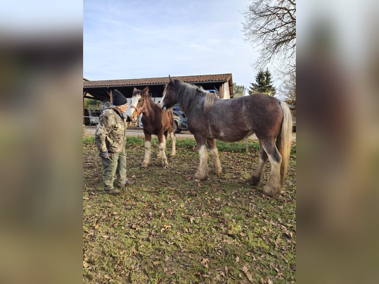 Shire / Shire Horse Stallone 1 Anno 180 cm Baio ciliegia in Confolens