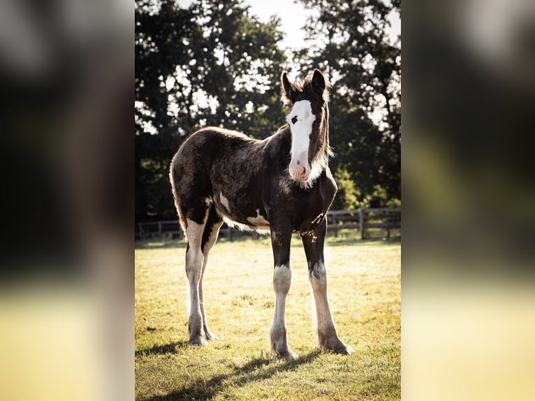 Shire / Shire Horse Stallone 1 Anno 185 cm Morello in BergeBippen