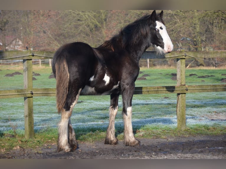 Shire / Shire Horse Stallone 1 Anno 185 cm Morello in BergeBippen