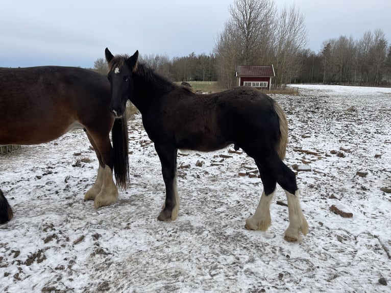 Shire / Shire Horse Stallone 1 Anno 190 cm Morello in Lekeryd