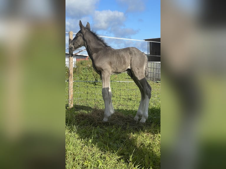 Shire / Shire Horse Stallone 1 Anno 190 cm Morello in Lekeryd