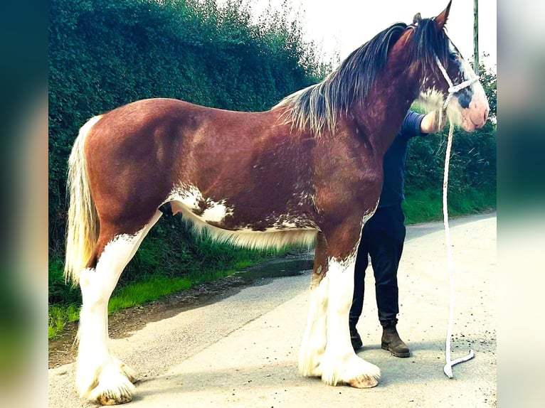 Shire / Shire Horse Stallone 1 Anno in Anderton2bq