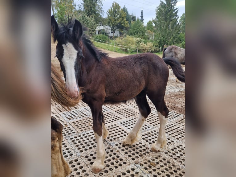 Shire / Shire Horse Stallone 2 Anni 175 cm Morello in Salzburg