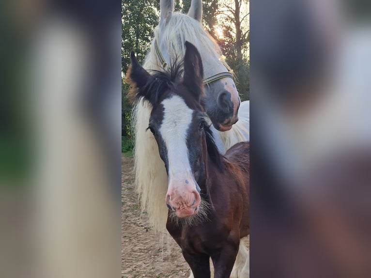 Shire / Shire Horse Stallone 2 Anni 175 cm Morello in Salzburg