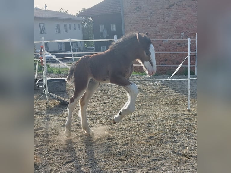 Shire / Shire Horse Stallone 2 Anni 180 cm Baio in Bad Füssing