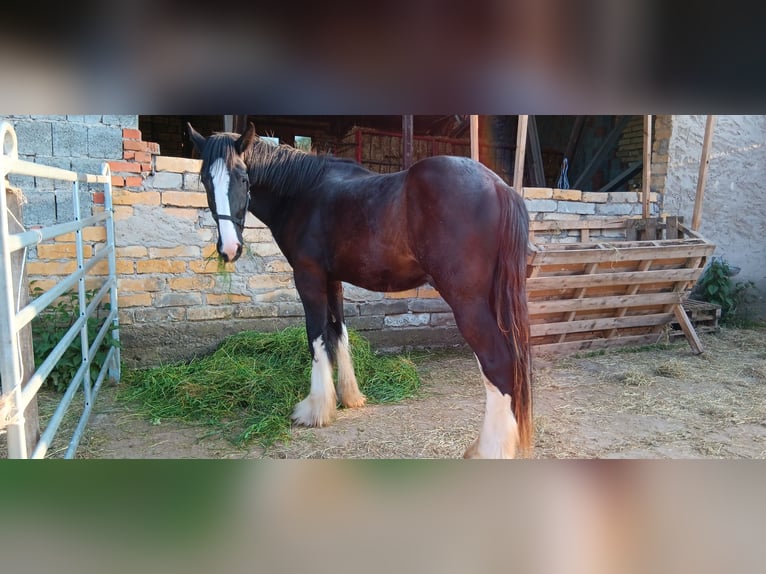 Shire / Shire Horse Stallone 3 Anni 185 cm Morello in Rottleben