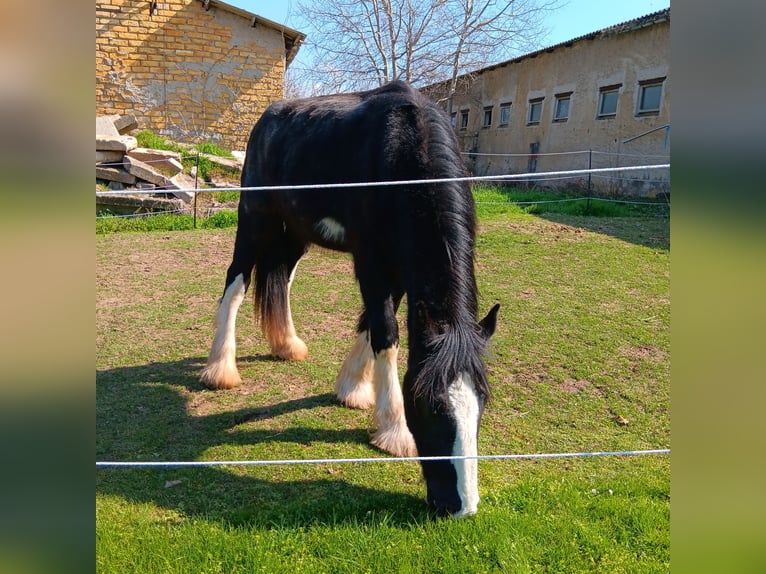 Shire / Shire Horse Stallone 3 Anni 185 cm Morello in Rottleben