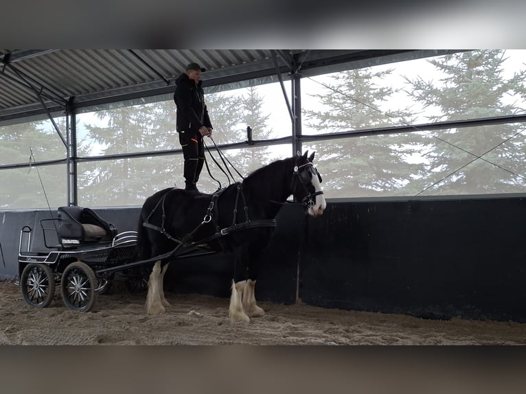 Shire / Shire Horse Stallone 3 Anni 190 cm Pezzato in Siedlce