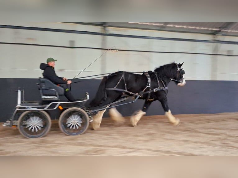 Shire / Shire Horse Stallone 3 Anni 190 cm Pezzato in Siedlce