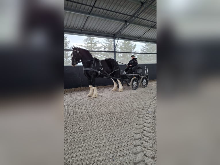 Shire / Shire Horse Stallone 3 Anni 190 cm Pezzato in Siedlce