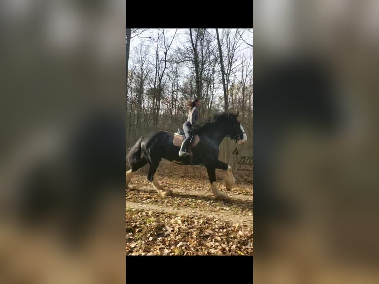 Shire / Shire Horse Stallone 4 Anni 190 cm Pezzato in Siedlce