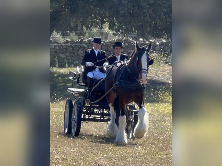 Shire / Shire Horse Stallone 6 Anni 187 cm Baio in Yecla De Yeltes