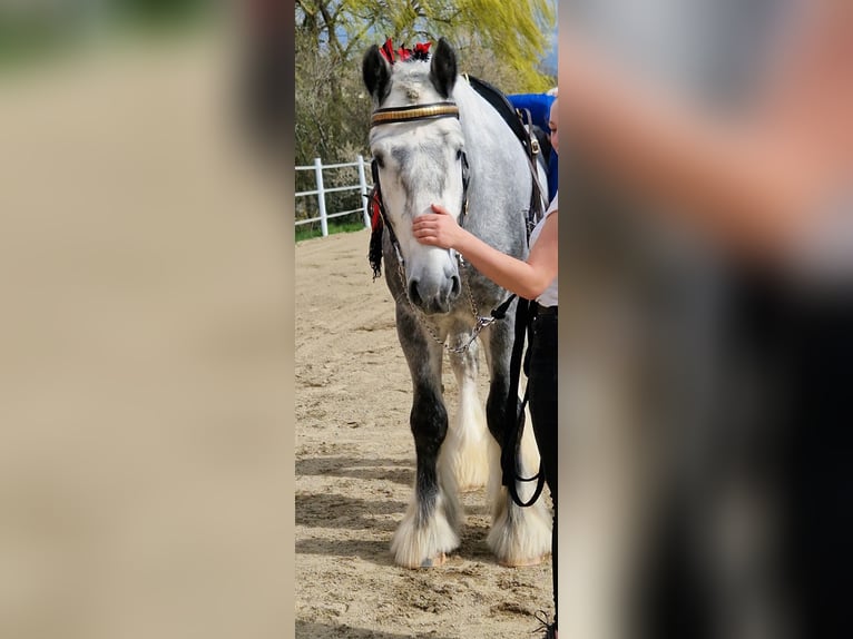 Shire / Shire Horse Stallone 6 Anni 188 cm Grigio in Bad Füssing