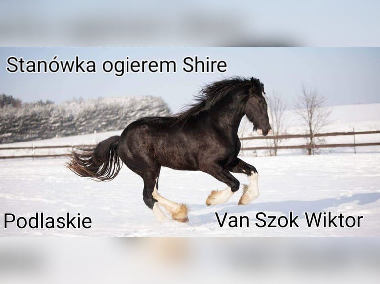 Shire / Shire Horse Stallone 6 Anni 190 cm Baio in Raczki