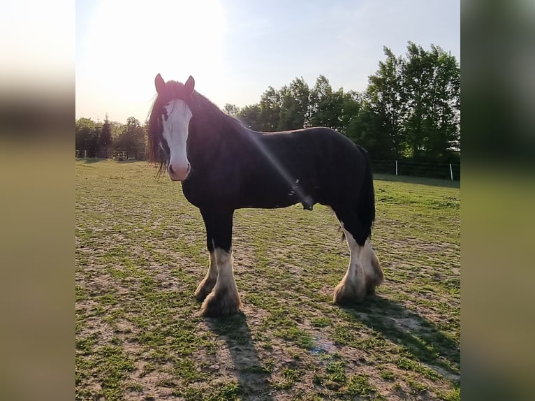 Shire / Shire Horse Stallone 6 Anni Baio nero in Kolberg