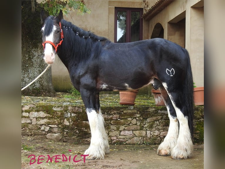 Shire / Shire Horse Stallone 8 Anni 187 cm Baio scuro in Yecla De Yeltes