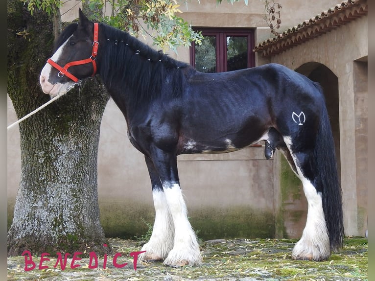 Shire / Shire Horse Stallone 8 Anni 187 cm Baio scuro in Yecla De Yeltes