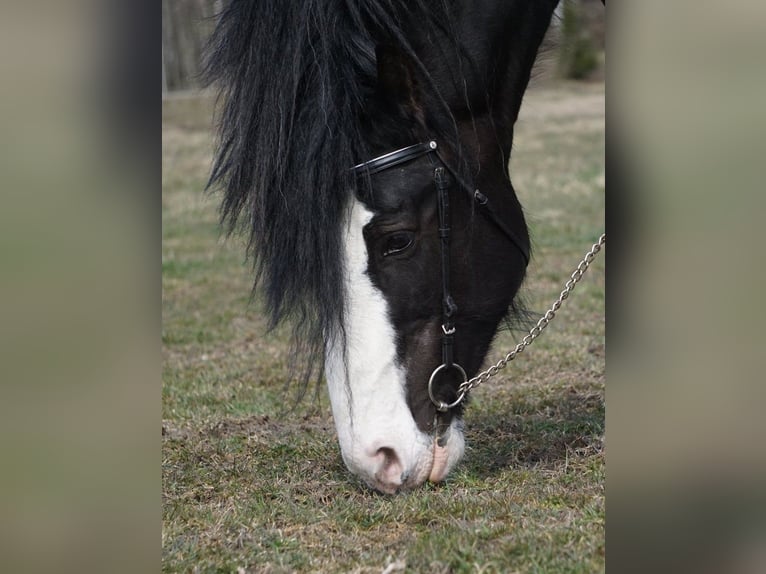 Shire / Shire Horse Stallone Morello in Östervåla