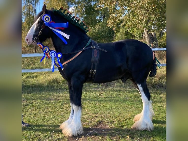 Shire / Shire Horse Stallone Morello in Östervåla