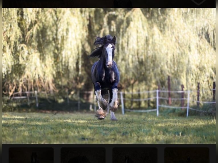 Shire / Shire Horse Stallone Morello in Oftringen