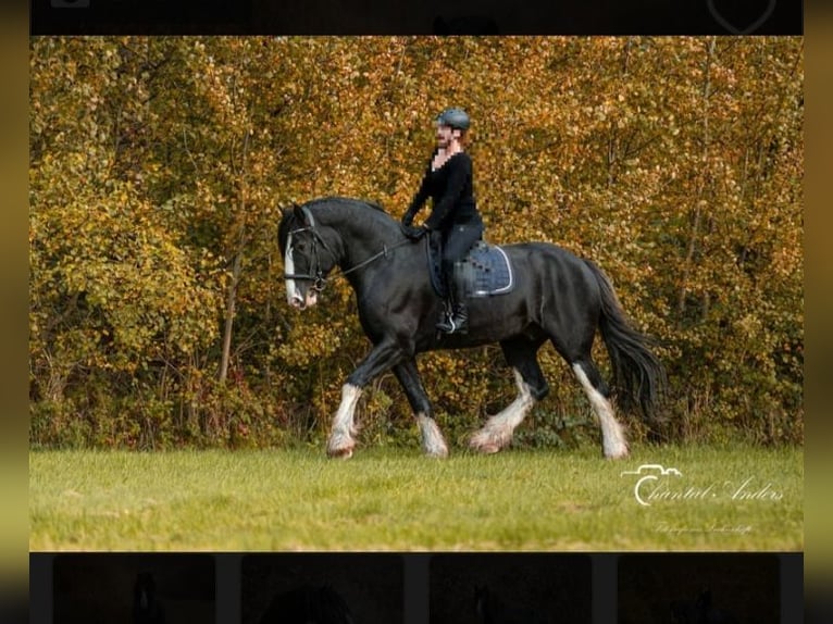 Shire / Shire Horse Stallone Morello in Oftringen