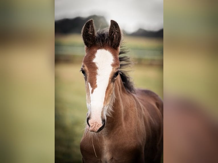 Shire / Shire Horse Stallone Puledri
 (06/2024) 180 cm in Bippen