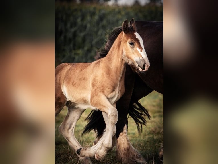 Shire / Shire Horse Stallone Puledri
 (06/2024) 180 cm in Bippen