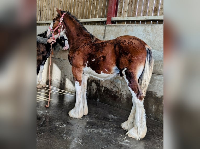 Shire / Shire Horse Stallone Puledri
 (01/2024) 185 cm Baio ciliegia in York